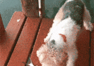 gif搞笑动图合集,搞笑GIF动图合集，欢乐瞬间尽收眼底