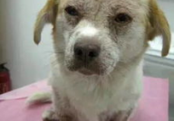 狗螨虫,了解、预防与治疗