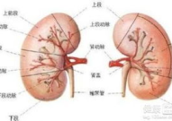 肾炎严重吗,肾炎的严重程度及影响概述