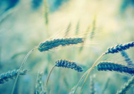 好看头像小清新,好看头像小清新攻略